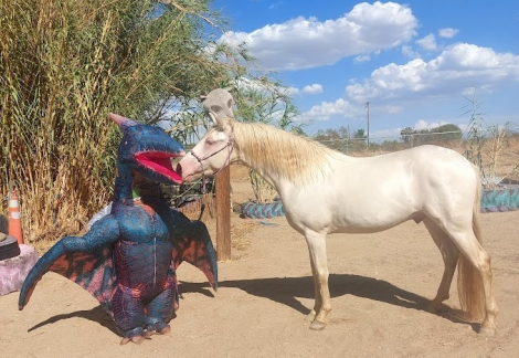 HorseID: 2296007 Pale Rider - PhotoID: 1076047