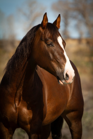 HorseID: 2296208 GOTTA MAGNUM DUNNIT - PhotoID: 1076345