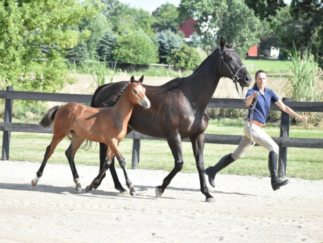 HorseID: 2296447 Maverick - PhotoID: 1076690