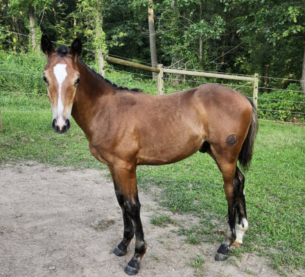 HorseID: 2296447 Maverick - PhotoID: 1076691