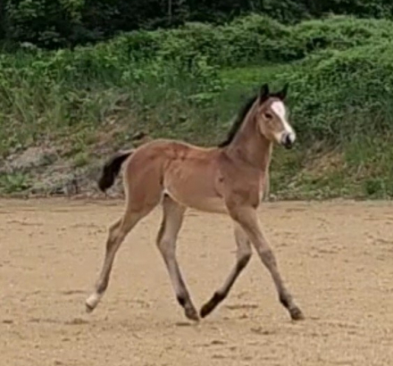 HorseID: 2296447 Maverick - PhotoID: 1076692