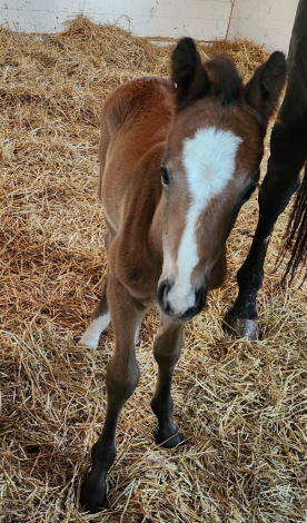 HorseID: 2296447 Maverick - PhotoID: 1076693