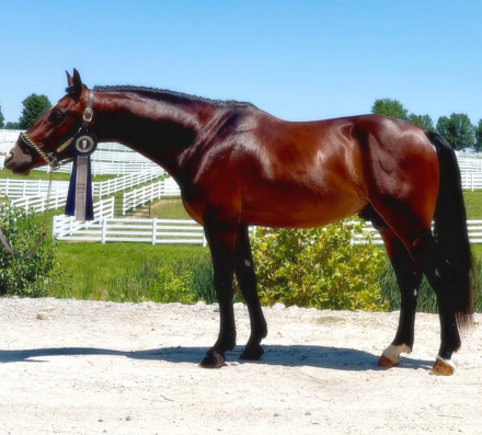 HorseID: 2296447 Maverick - PhotoID: 1076695