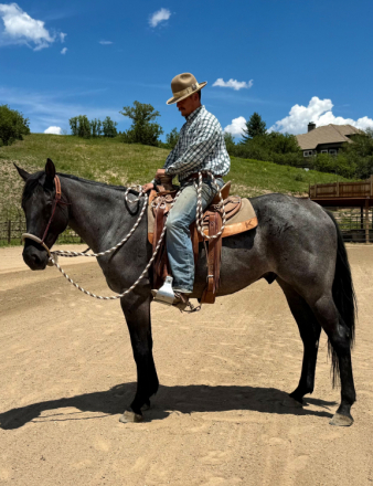 HorseID: 2296543 HH Blue Hayes - PhotoID: 1084802