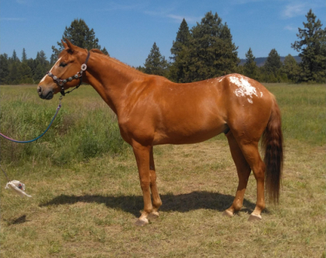 HorseID: 2296723 Dillon - PhotoID: 1077011