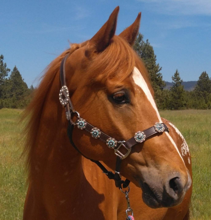 HorseID: 2296723 Dillon - PhotoID: 1077012