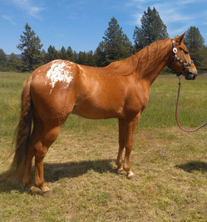 HorseID: 2296723 Dillon - PhotoID: 1077013