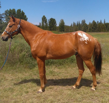 HorseID: 2296723 Dillon - PhotoID: 1077014