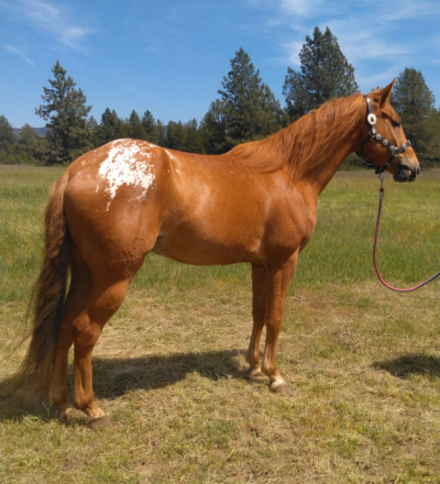 HorseID: 2296723 Dillon - PhotoID: 1077013