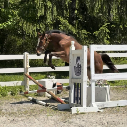 HorseID: 2296934 Check Mark - PhotoID: 1106567