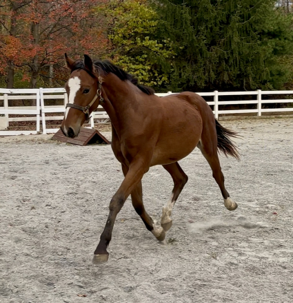 HorseID: 2296934 Check Mark - PhotoID: 1106568