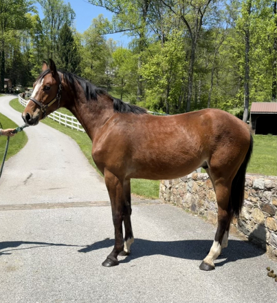 HorseID: 2296934 Check Mark - PhotoID: 1106569