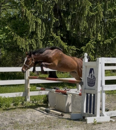 HorseID: 2296934 Check Mark - PhotoID: 1106570