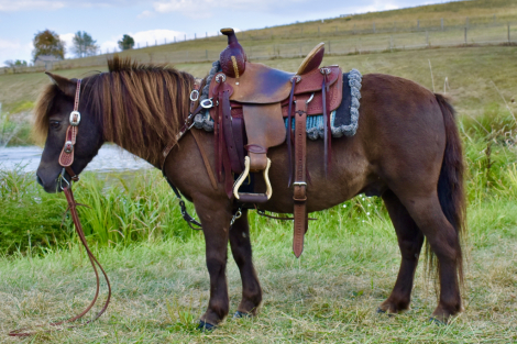 HorseID: 2297024 Midnight - PhotoID: 1077318