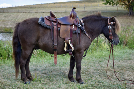 HorseID: 2297024 Midnight - PhotoID: 1077320