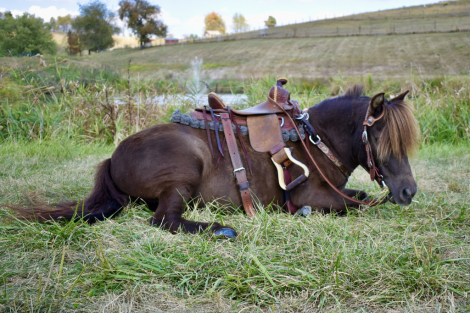 HorseID: 2297024 Midnight - PhotoID: 1077321