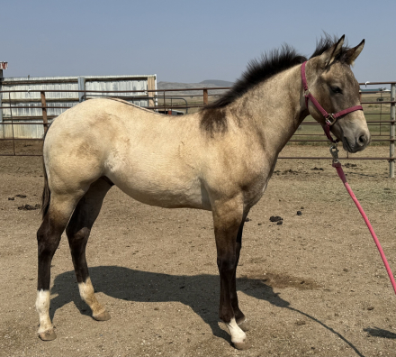 HorseID: 2297275 Footloose Revolution - PhotoID: 1079978