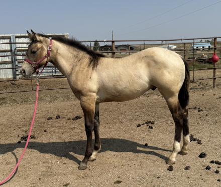 HorseID: 2297275 Footloose Revolution - PhotoID: 1083692