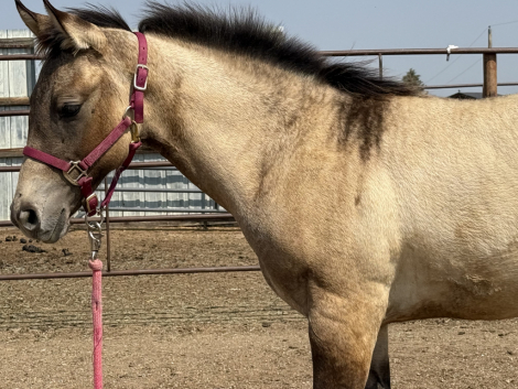 HorseID: 2297275 Footloose Revolution - PhotoID: 1083694