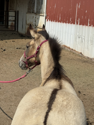 HorseID: 2297275 Footloose Revolution - PhotoID: 1083695