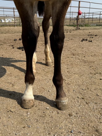 HorseID: 2297275 Footloose Revolution - PhotoID: 1083696