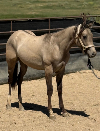 HorseID: 2297275 Footloose Revolution - PhotoID: 1105783