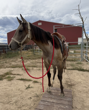HorseID: 2297275 Footloose Revolution - PhotoID: 1105887
