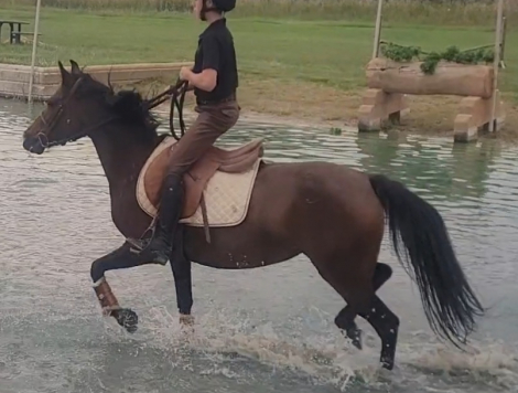 HorseID: 2297348 Ladies mocha - PhotoID: 1085056