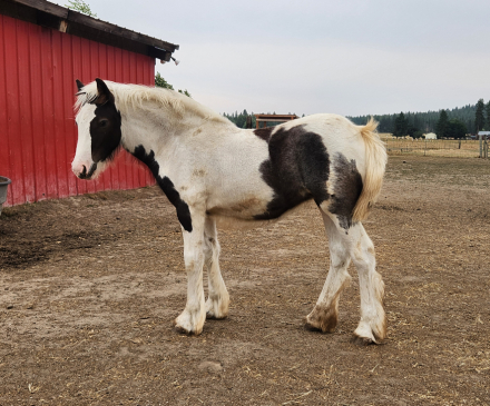 HorseID: 2297488 PFR Makers Marked by Fate - PhotoID: 1084451