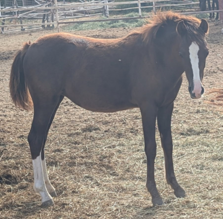 HorseID: 2297723 Merida - PhotoID: 1084821