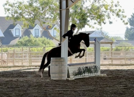 HorseID: 2297761 Isabella - PhotoID: 1079867