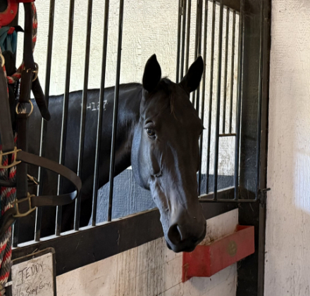 HorseID: 2297858 CG’s Hitman - PhotoID: 1084301