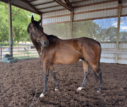 HorseID: 2298071 Radar Zee - PhotoID: 1079311