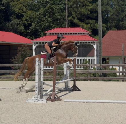 HorseID: 2298285 Focus Tachor Z - PhotoID: 1105961