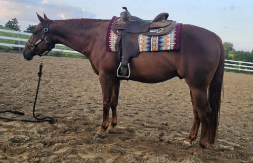 HorseID: 2298497 Invite The Batman - PhotoID: 1084368