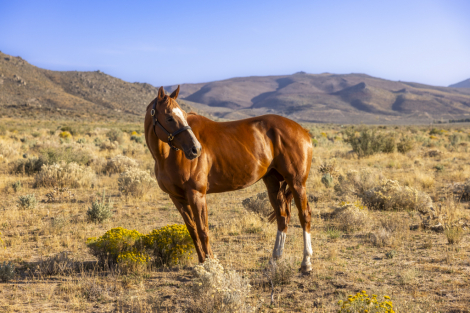 HorseID: 2298577 Slightly Dirty - PhotoID: 1082349