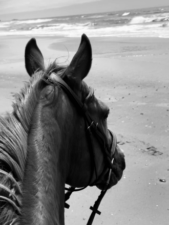 HorseID: 2298577 Slightly Dirty - PhotoID: 1082352