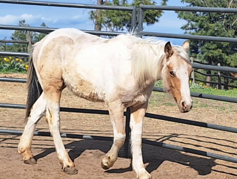 HorseID: 2298934 MFS Koa - PhotoID: 1084366