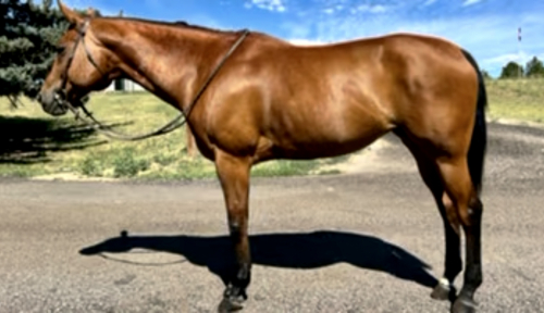 HorseID: 2299079 Artful Silhouette - PhotoID: 1080048