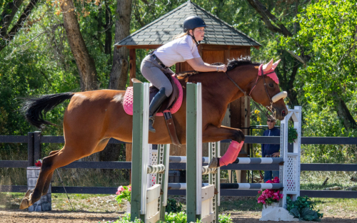 HorseID: 2299079 Artful Silhouette - PhotoID: 1080049