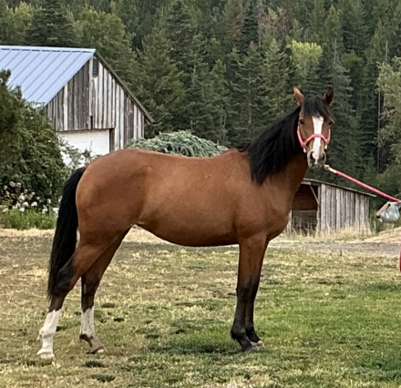 HorseID: 2299158 Wildhorse Ophelia - PhotoID: 1099135
