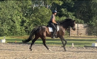 HorseID: 2299361 Legionnaries - PhotoID: 1080540