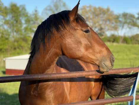 HorseID: 2299372 FTF Amaya - PhotoID: 1084480