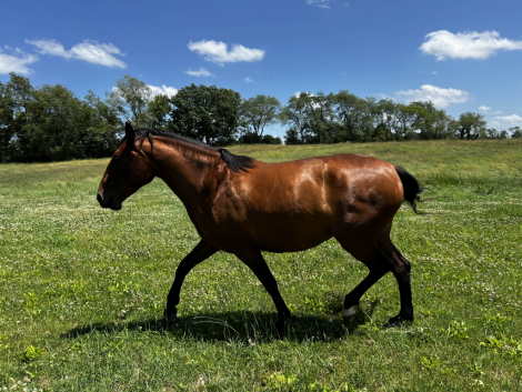 HorseID: 2299372 FTF Amaya - PhotoID: 1084482