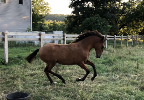 HorseID: 2299372 FTF Amaya - PhotoID: 1084483