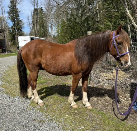 HorseID: 2299408 BDS RAFAEL - PhotoID: 1080606