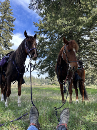 HorseID: 2299408 BDS RAFAEL - PhotoID: 1080607