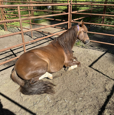 HorseID: 2299408 BDS RAFAEL - PhotoID: 1080608