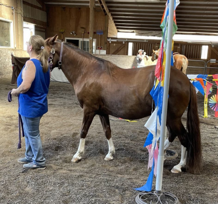 HorseID: 2299408 BDS RAFAEL - PhotoID: 1080609