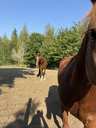 HorseID: 2299408 BDS RAFAEL - PhotoID: 1080610